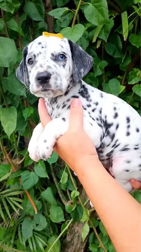 Linda filhote de Dálmatas 