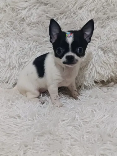 Chihuahua fêmea