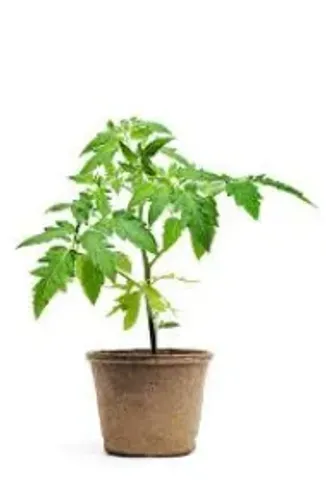Muda de pé de tomate.