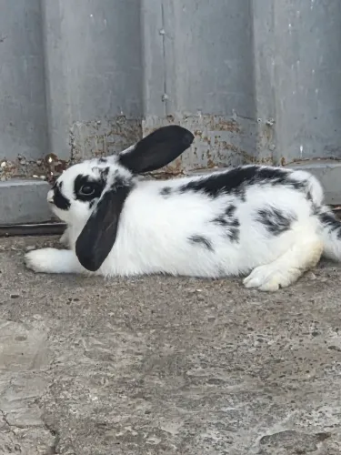 Mini lop