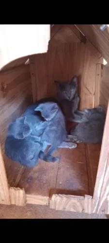 Gatos azul russo legítimos