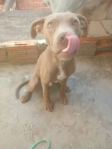 Pitibull