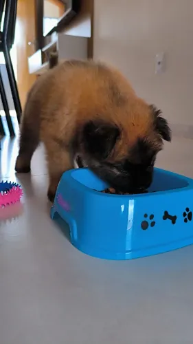 Filhote Chow Chow 