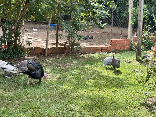 Lote animais
