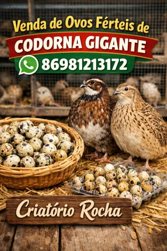Codorna ovos férteis