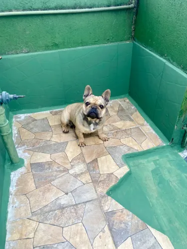 Linda fêmea bulldog francês 5 anos pet estimação