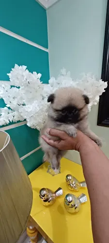 Promocao somente hoje lulu machinho anao ja vacinado.