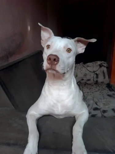 Fêmea de pit bull no cio.