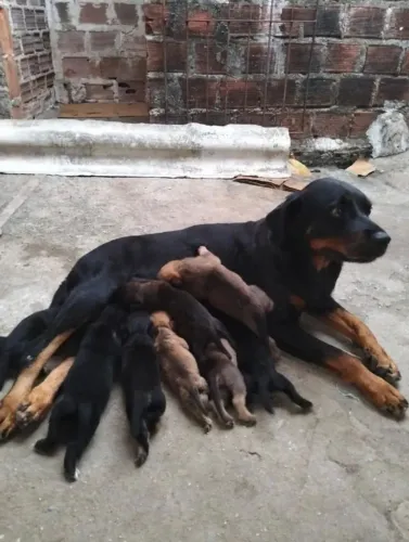 LABRADOR X ROTTWEILER Um amigo de quatro patas muda completamente a energia de qualquer am