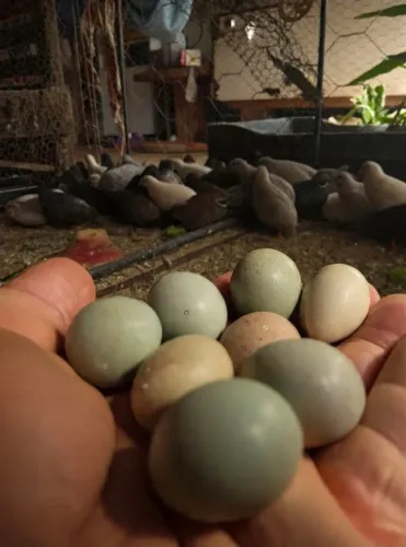 Codornas chinesinhas e ovos fértil