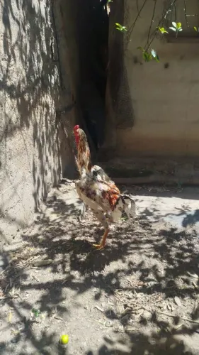 FRANGO ÍNDIO GIGANTE 