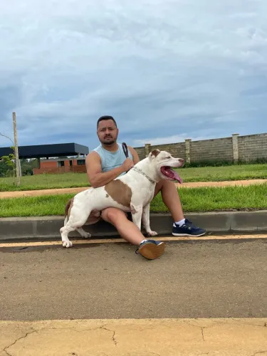 Pitbull para doação 