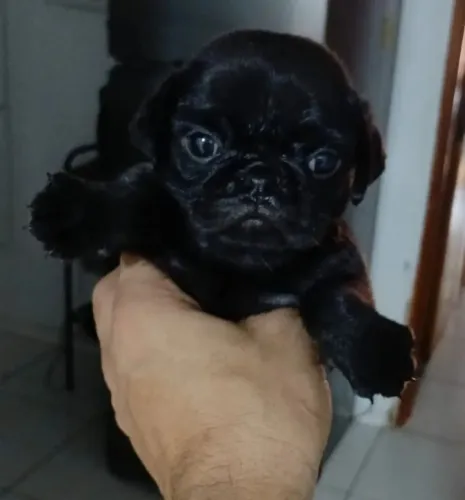 Pug Um novo amigo para chamar de seu amor