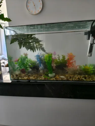 Aquário 20,8L Completo - Usado por apenas 20 dias! (Filtro + Termostato)