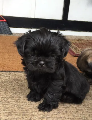 Shih tzu para companhia 