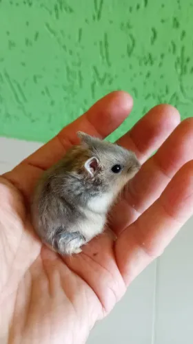 Hamster Anão Russo