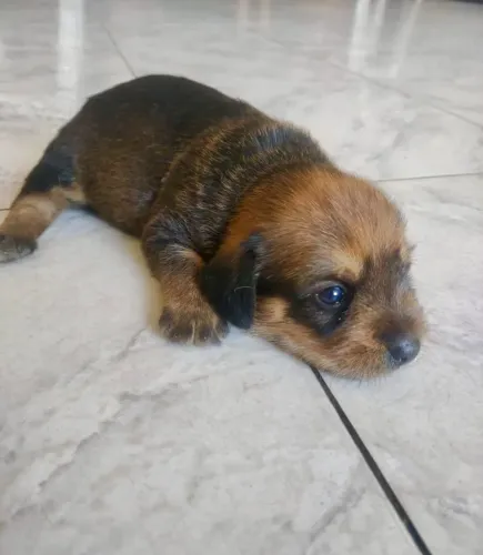 Cachorro Macho para adoção