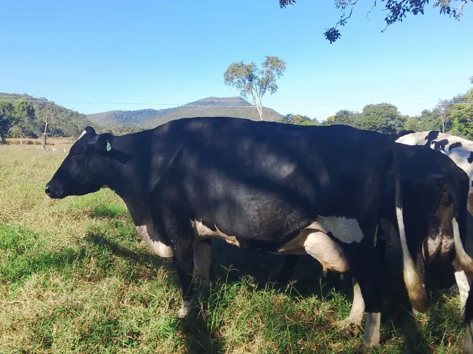 Vendo Vacas Holandesas de alta produção 