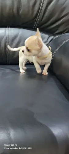 Chihuahua Micro!! De bolso!!