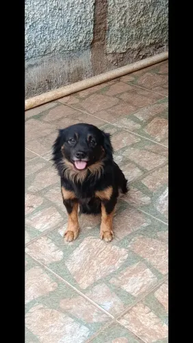 Adoção responsável