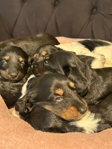 Dachshund de pelo longo
