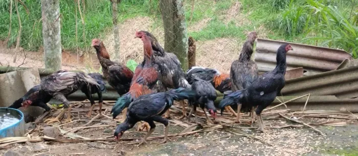 Galos índios 