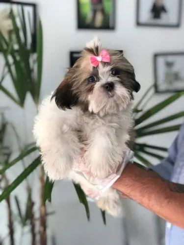 Lhasa Apso todas as cores, machos e femea em excelente padrão