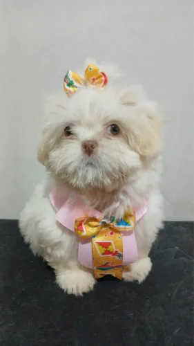 shitzu fêmea 