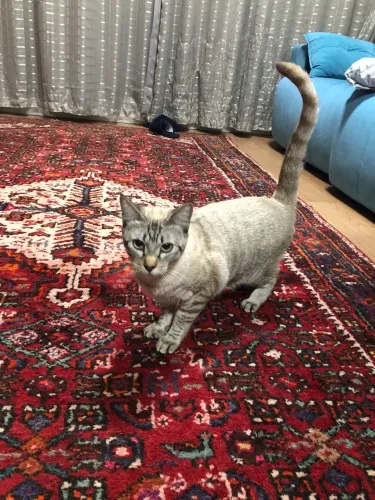 Doação de gatos!! Mae e o filhote já com 8 meses