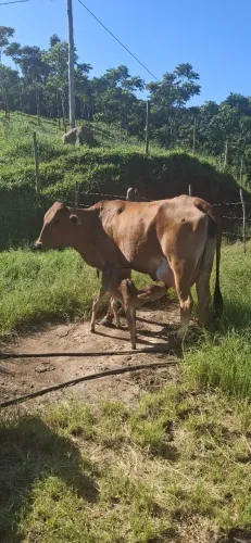 Vacas e novilhas sindi (meio sangue)