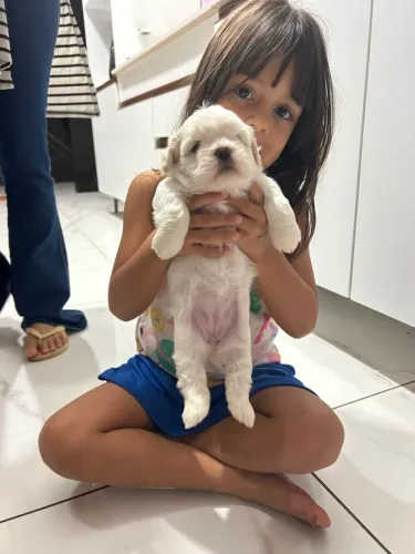 filhote de Shih Tzu