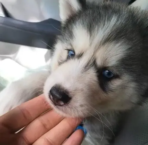 Filhotes de Husky Siberiano | Filhote que conquista fácil.