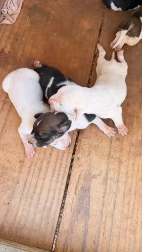Vendo filhotes de cachorros americanos