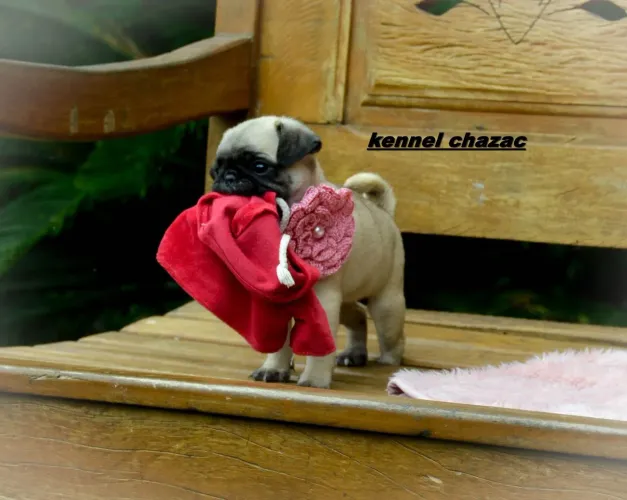 Pug mini a raça mais amada do mundo