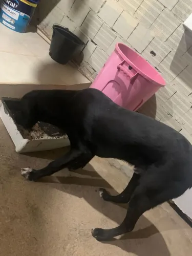 Cachorro pra guarda 