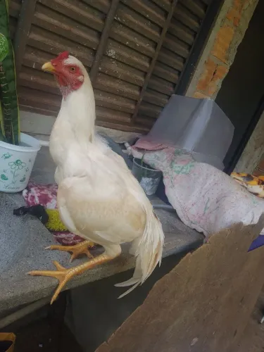 Galo indo