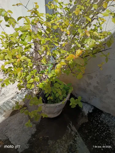 Vasos de plantas