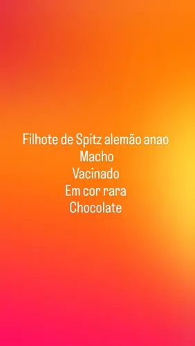 Splitz alemão anao macho chocolate