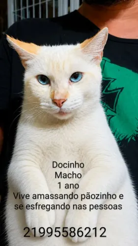 Gato