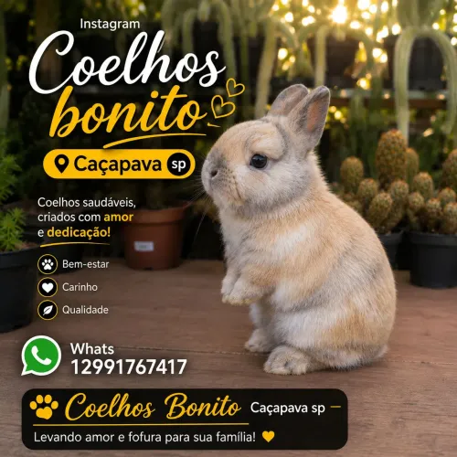 Coelho anão pequenino menor do mundo
