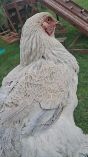 Galinha Brahma Isabelle Primeira Postura 