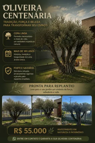 OLIVEIRA 
