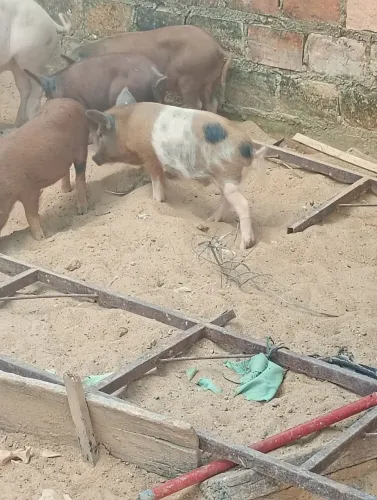 Porco