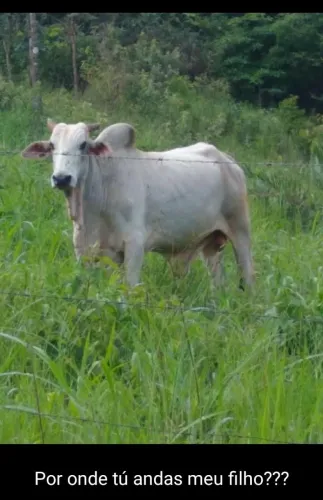 Vendo sítio de 95 hectares, valor 770 mil reais, aceito propostas, fica em Água Fria Go