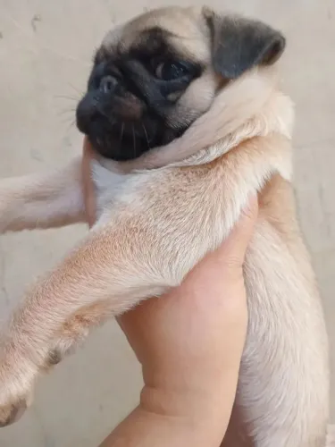 Pug Um dog que vai preencher sua casa com alegria