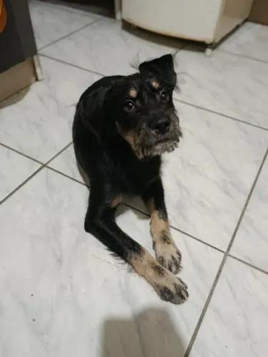 Cachorro