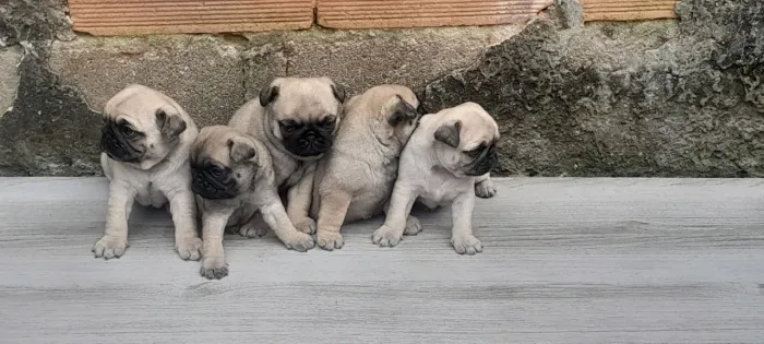 Filhote de pug