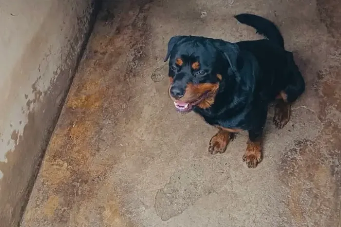 Cachorro