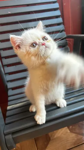 Filhote de exótico shorthair