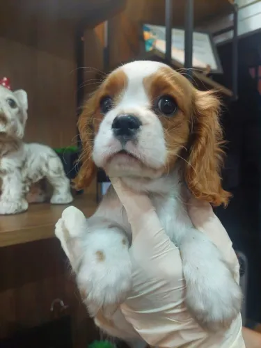 Cavalier King Charles Spaniel Padrão da Raça - Parcelamento em até 12x Sem Juros